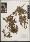Foto von Salix waldsteiniana Willd.
